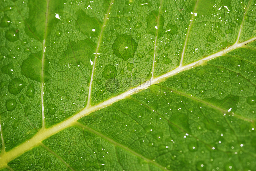 叶子上的滴滴草地打扫气泡水滴植物玻璃环境生长生活液体图片