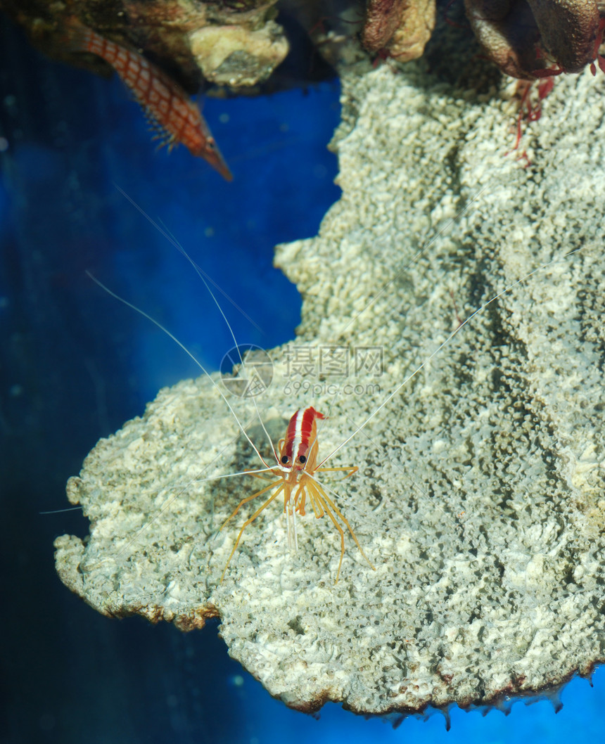 虾海葵旅游宏观水族馆气候浮游珊瑚晶须黄色旅行图片