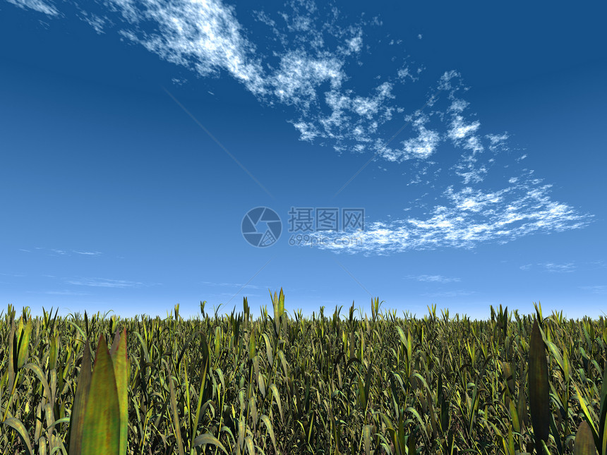 草和天空天气蓝色野生动物草本植物场景场地地平线季节土地天堂图片