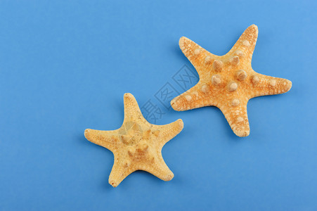 两条蓝底的海星阳光宏观热带蓝色星星背景图片
