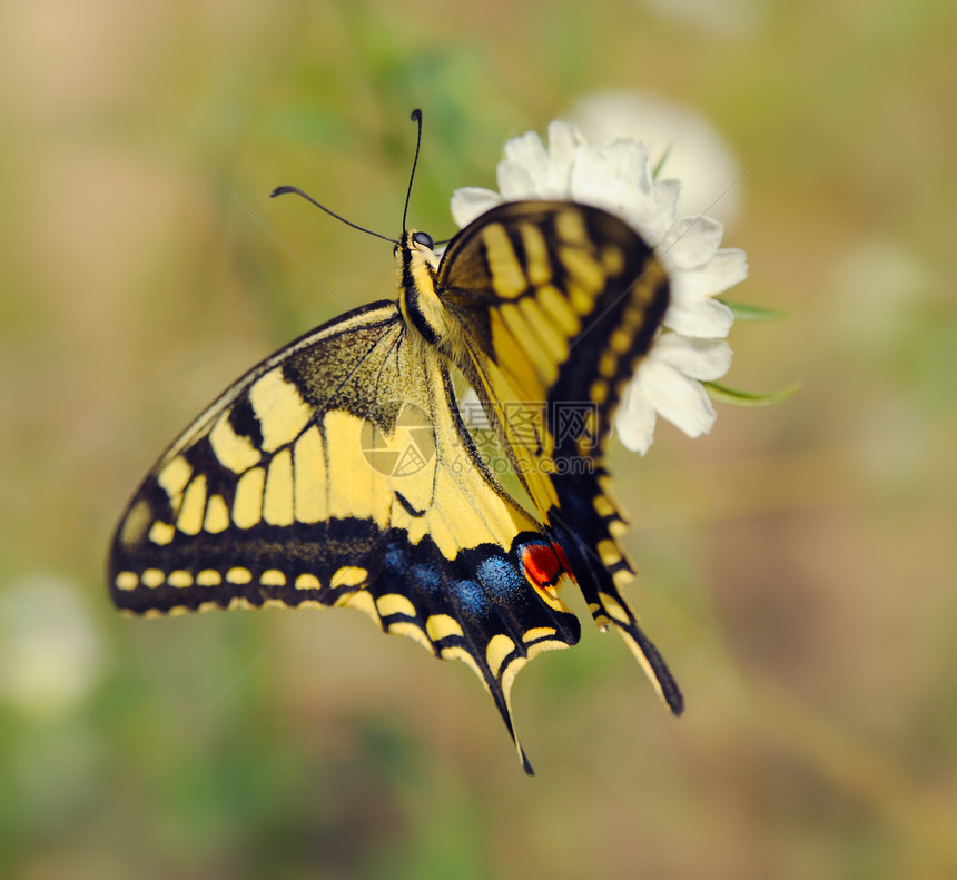 帕皮利奥马恰翁花粉天线场景生活蝴蝶植物翅膀脆弱性宏观自由图片