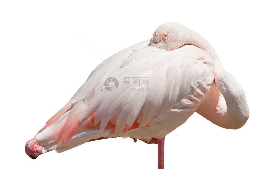 烧火环境火烈鸟沼泽地羽毛动物园热带公园粉色野生动物红色图片