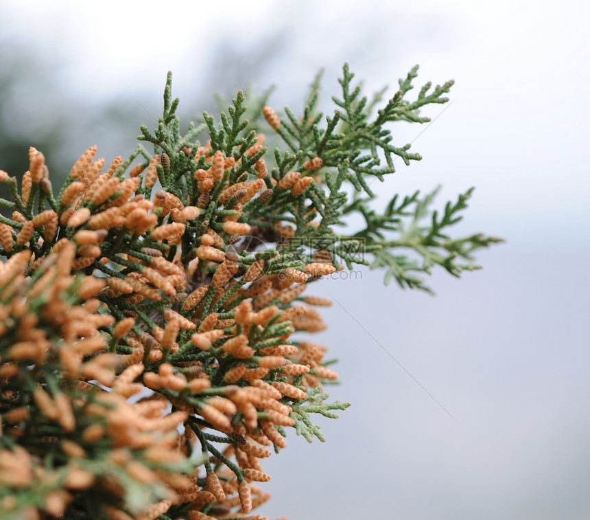 Cypress 压缩宏观植物绿色锥体灌木丛热带图片