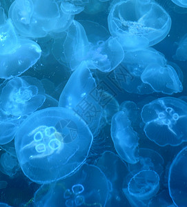 优雅游泳水母水下半透明高清图片