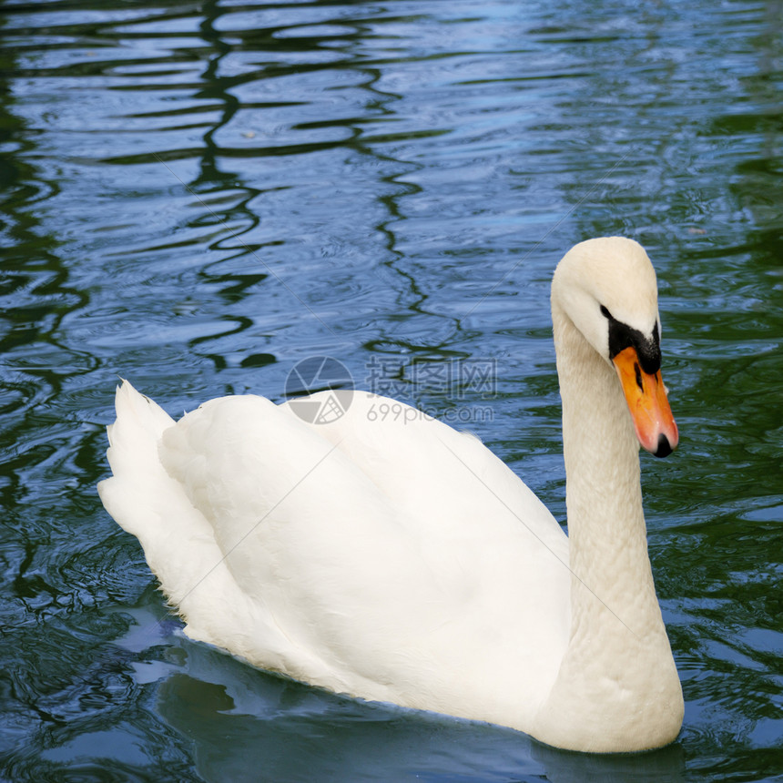 湖中天鹅新娘白色游泳羽毛蓝色生活反思镜子动物永恒图片