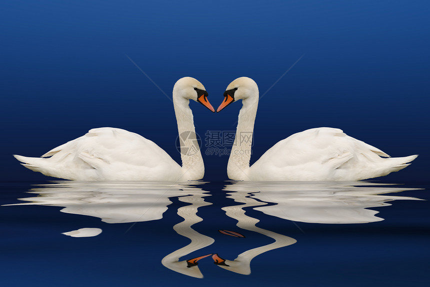 两只有反射的天鹅家庭周年动物亲热夫妻友谊纪念日蓝色新娘婚姻图片