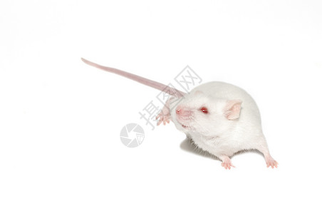 孤立的白鼠鼠背景图片