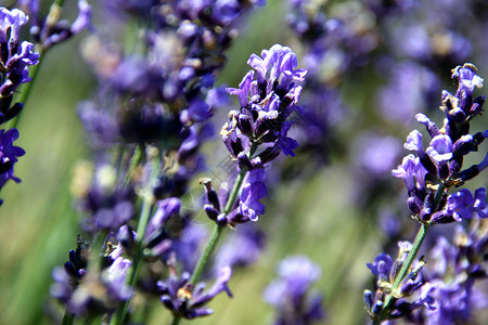 紫色熏衣草背景图片