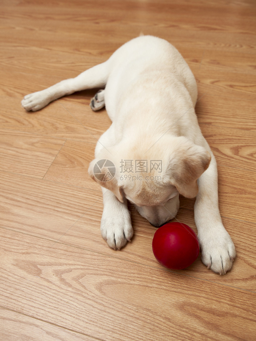 拉布拉多狗玩游戏说谎犬类哺乳动物朋友婴儿奶油团聚毛皮红色玩具图片
