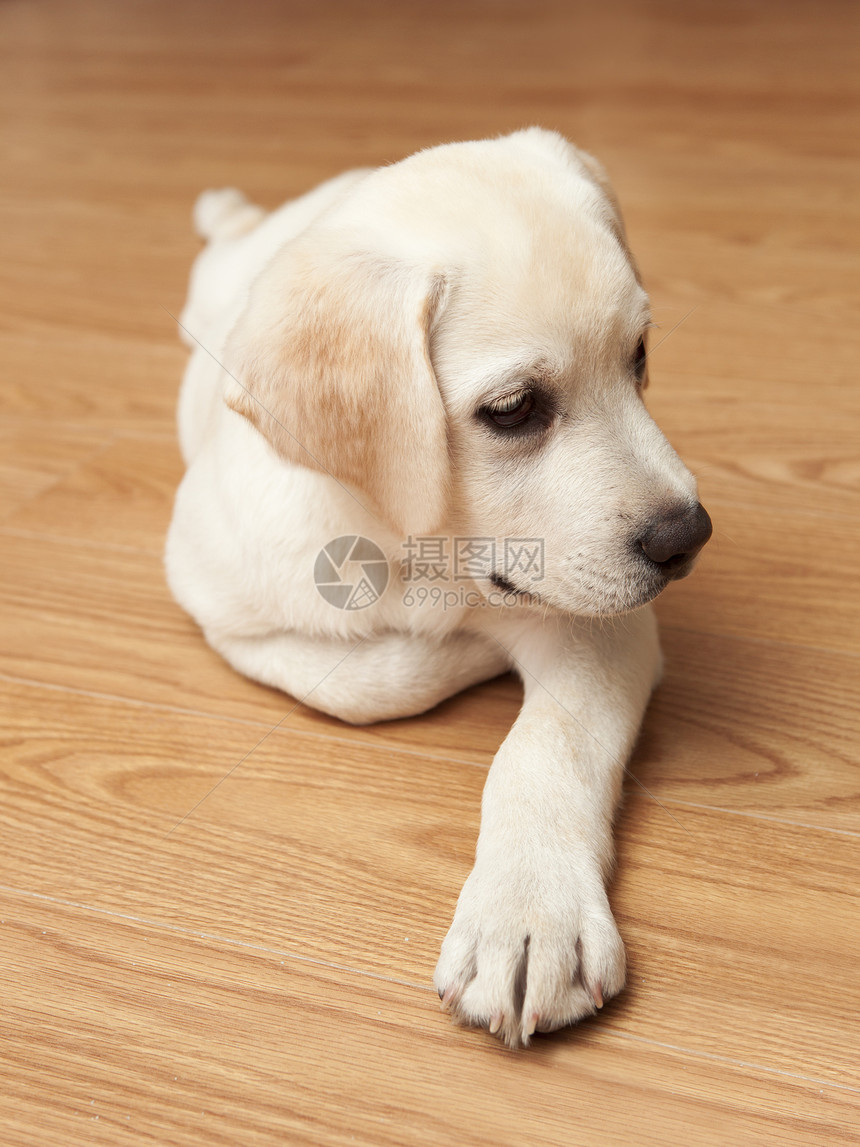 拉布拉多犬褐色爪子动物木头说谎犬类休息朋友地面宠物图片