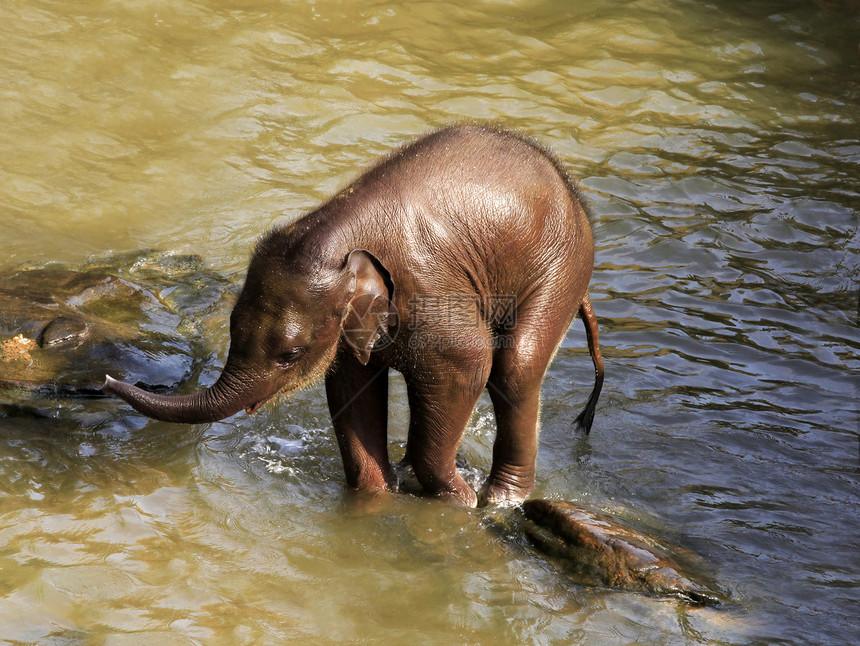 大象在水中图片