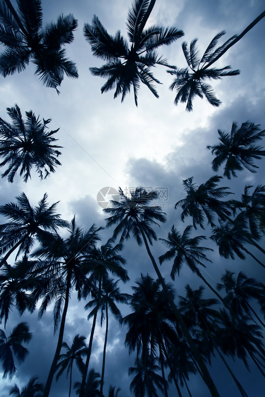 日落时棕榈树正方形阳光热带假期旅行棕榈照片图片