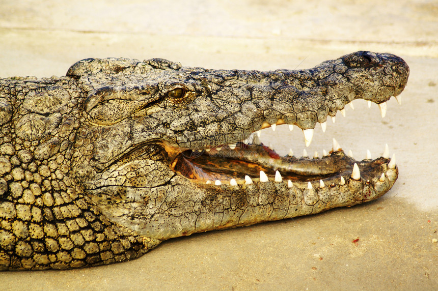 鳄鱼露出牙齿野生动物危险皮肤捕食者食肉哺乳动物力量皮革眼睛侵略图片