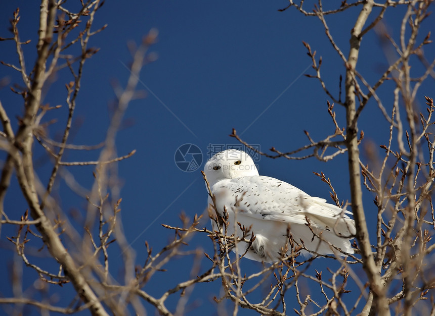 树上沾满了雪花场景水平动物群野生动物猫头鹰雪鸮照片乡村蓝天图片