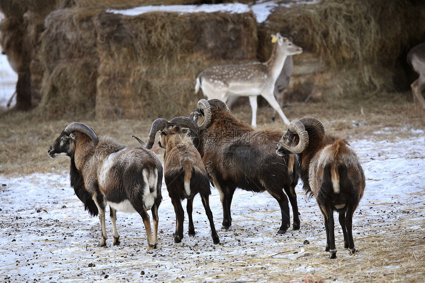 冬季与Sitka Deer一起的雪地羊水平旅行养殖内存情调荒野动物场景母羊异国图片