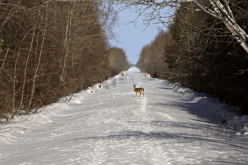 冬天的白尾尾鹿图片