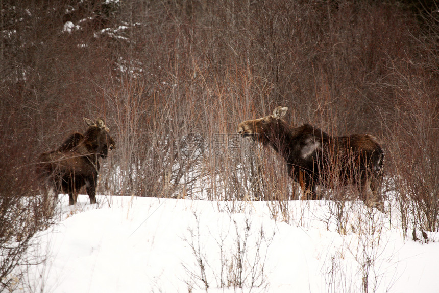冬天的驼鹿野生动物哺乳动物水平风景照片奶牛动物群场景女性森林图片