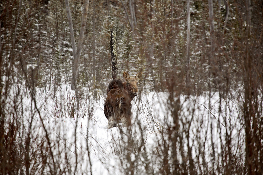 冬天的驼鹿小牛风景场景动物群森林照片野生动物哺乳动物水平女性图片