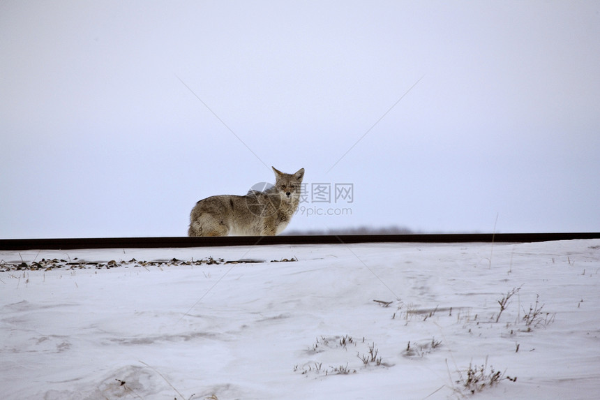 冬季沿铁路轨道的土狼图片