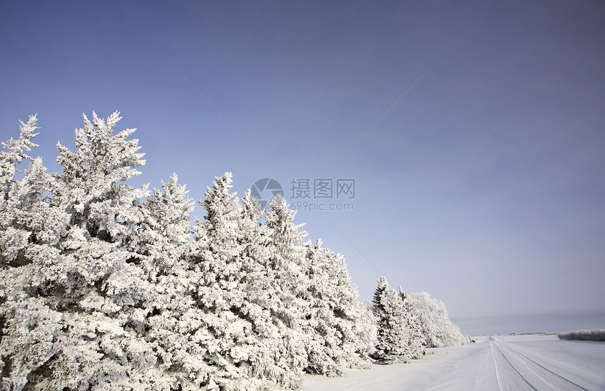 沿一条乡村公路上树上的冰霜旅行树木分支机构天气小路水平照片场景风景图片