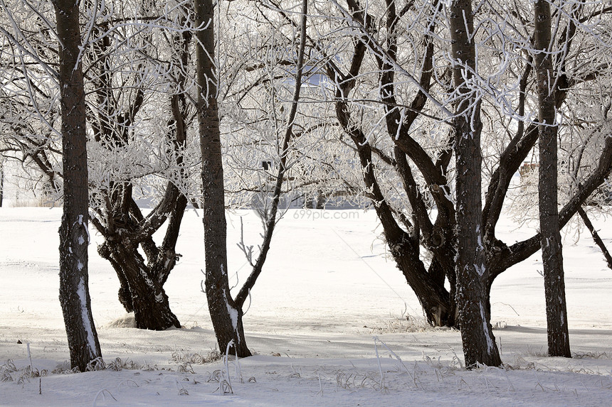 树枝上霜冻树木分支机构旅行天气水平蓝天场景照片风景图片
