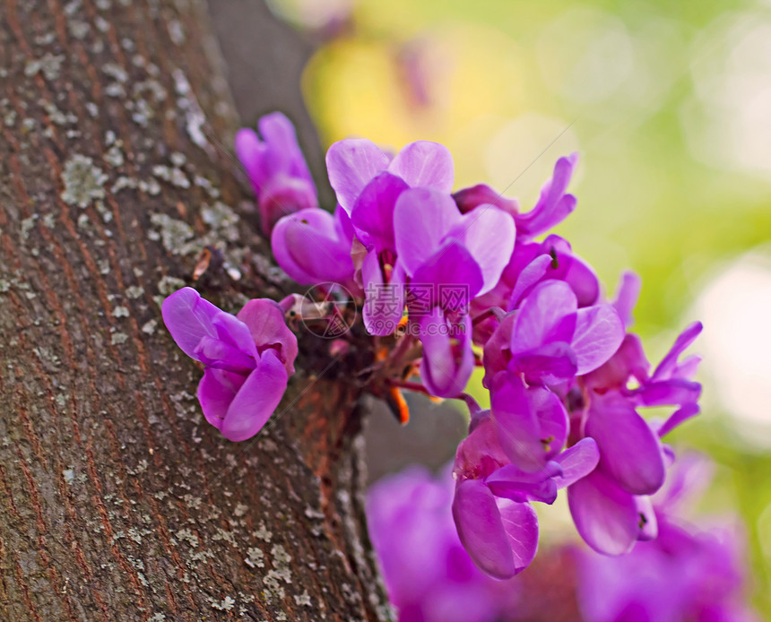樱桃树宏观植物群樱花花园照片紫色生长太阳天空花瓣图片