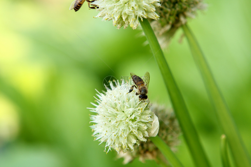 绿洋葱花植物宏观种子气味饮食蜜蜂香料蔬菜洋葱场地图片