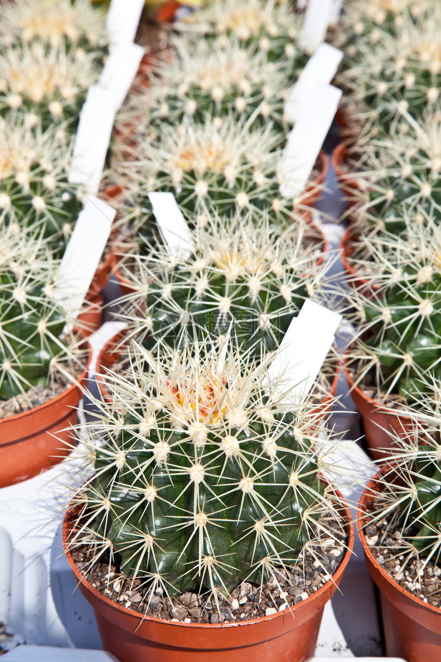 Cactus 工厂市场零售礼物花园植物群篮子收藏团体园艺销售图片
