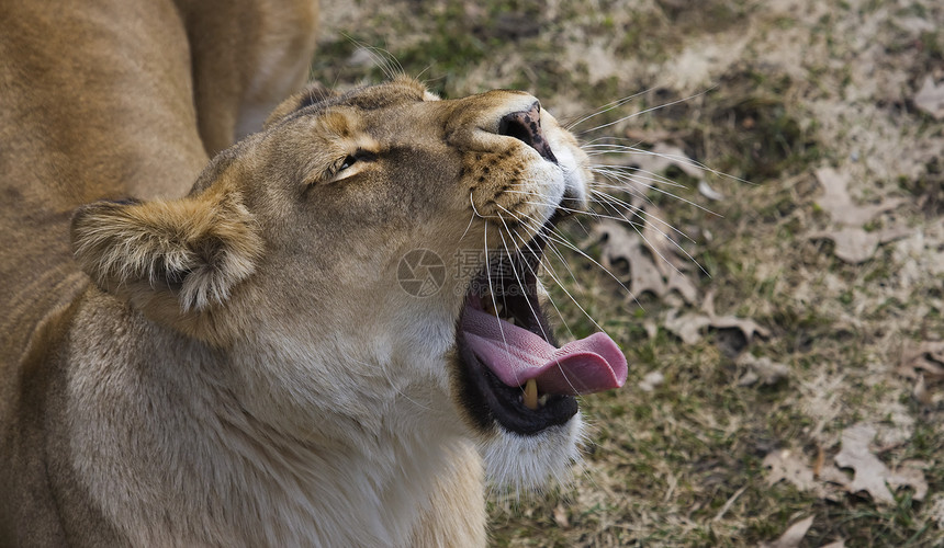 狮子豹环境母狮异国狮子猫科动物野生动物女性动物毛皮眼睛图片
