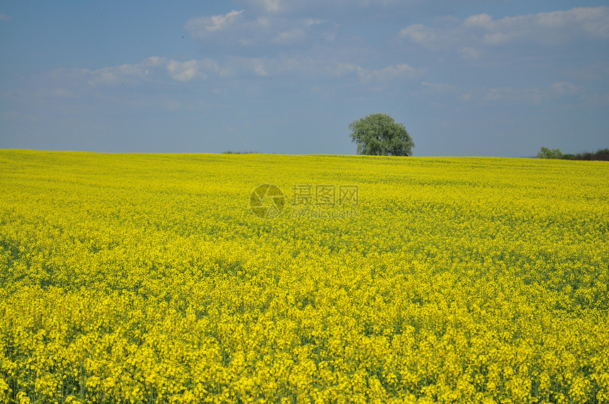 黄色字段农村植物群场地蔬菜场景天空化石生物学生长燃料图片