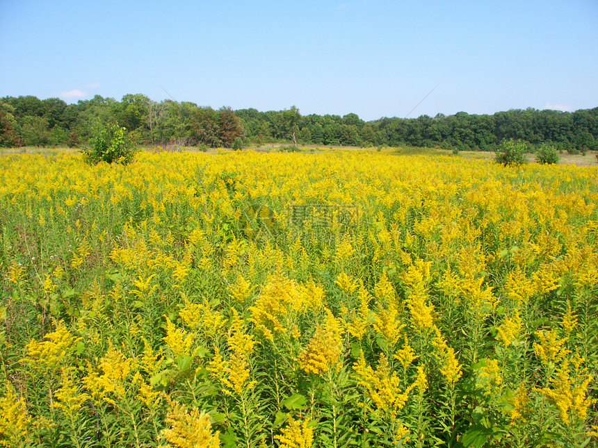 黄金田场景森林被子场地树木野花植物旅行环境植被荒野图片