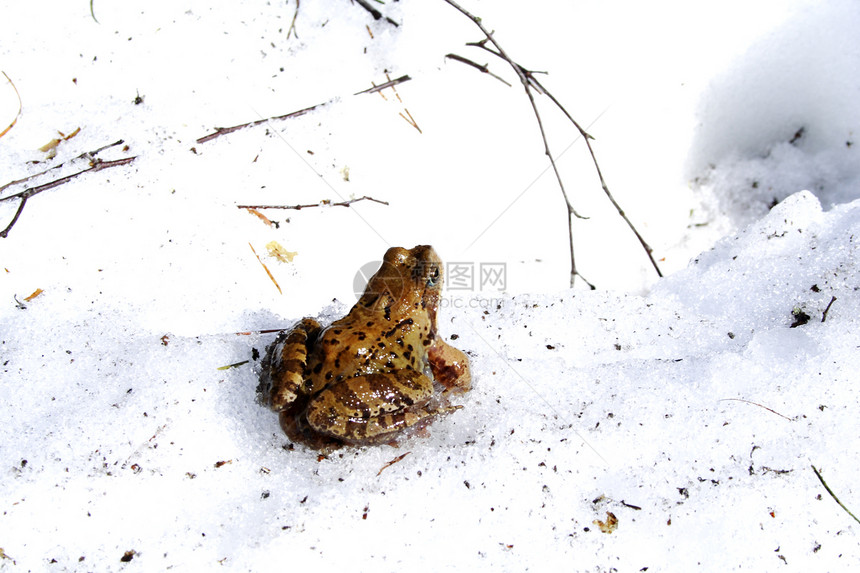 春天在雪上孤立的老青蛙图片