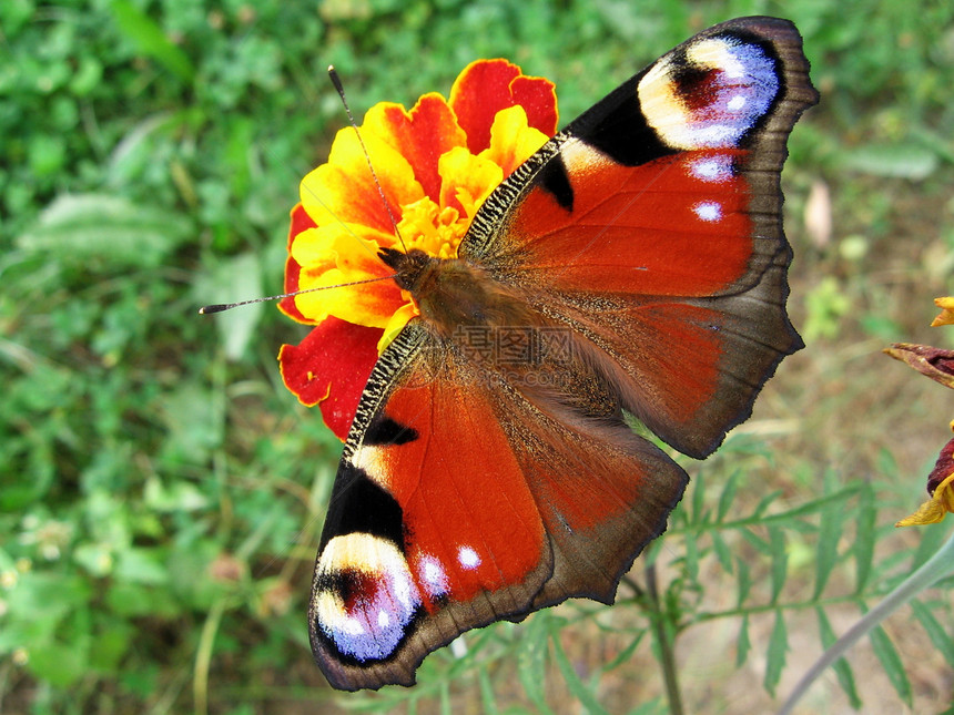 花上有孔雀蝴蝶杂色红色昆虫荒野宏观乡村场地植物群天线季节图片