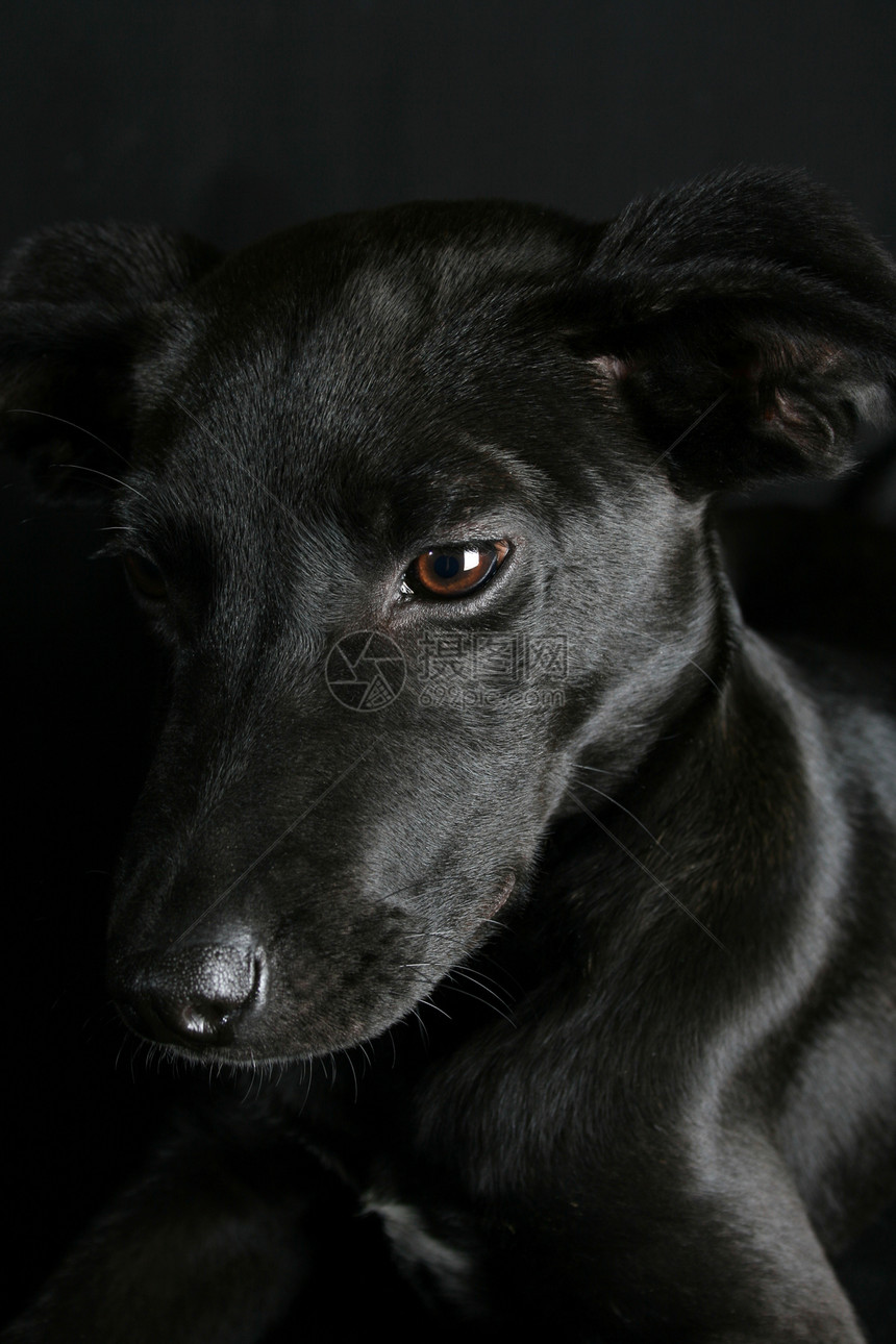 混合育种小狗工作室黑色指针短发宠物犬类忠诚伴侣休息哺乳动物图片