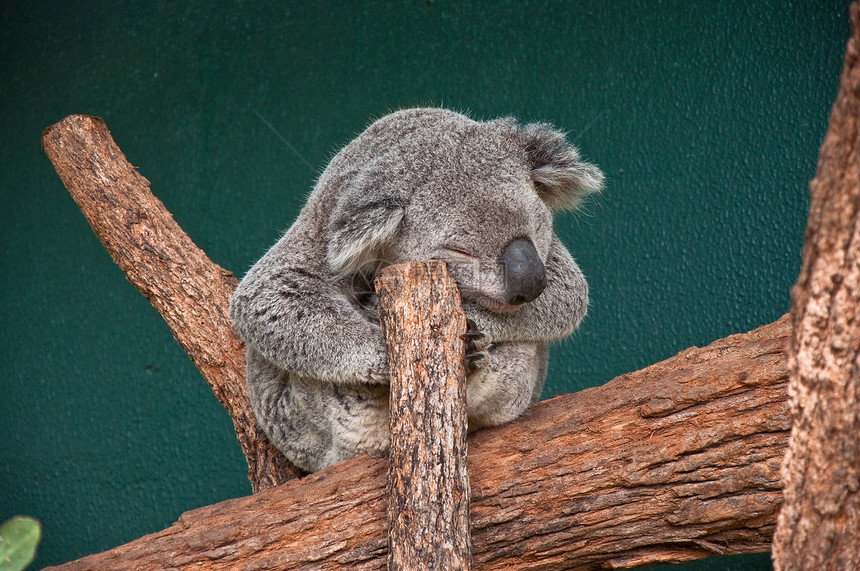 科阿拉语哺乳动物野生动物动物园荒野生物动物灰色图片