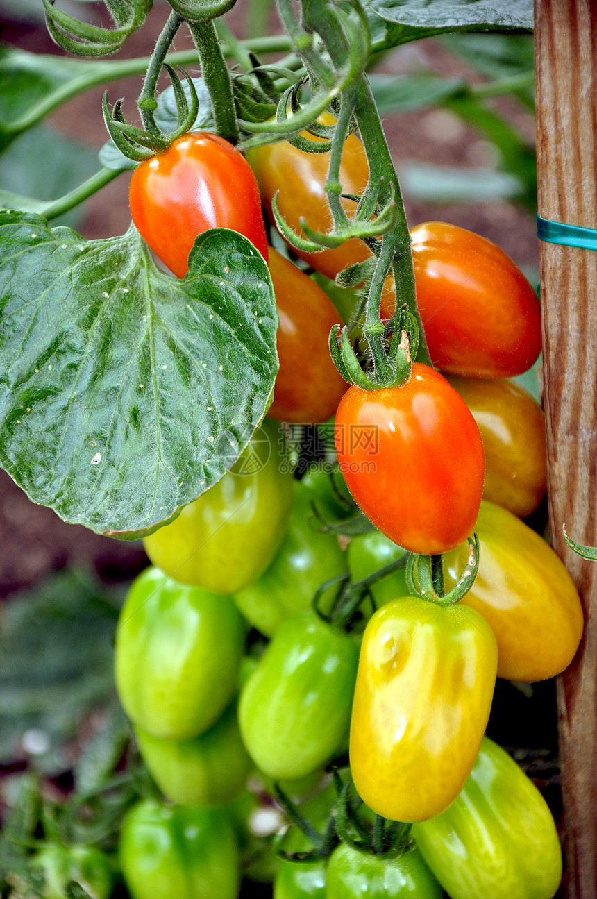 红番茄和绿番茄季节性花园收成藤蔓农业蔬菜绿色食物图片
