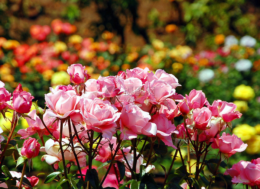 粉红玫瑰花园粉色植物花束植物群花瓣花园荆棘园艺花朵图片
