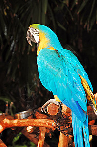 蓝非洲鹦鹉金刚鹦鹉情调鸟类宠物羽毛热带动物动物园翅膀异国背景