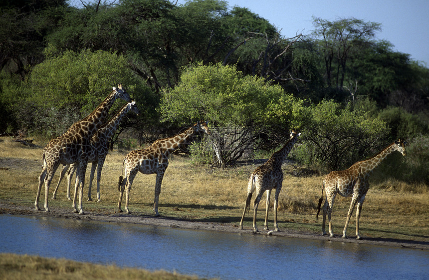 非洲成年人长颈鹿哺乳动物动物食草平原陆地水坑草食性活动成人警报图片