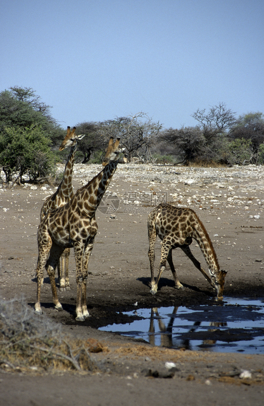 非洲成年人长颈鹿水源活动荒野成人大草原哺乳动物草原树木食草野生动物图片