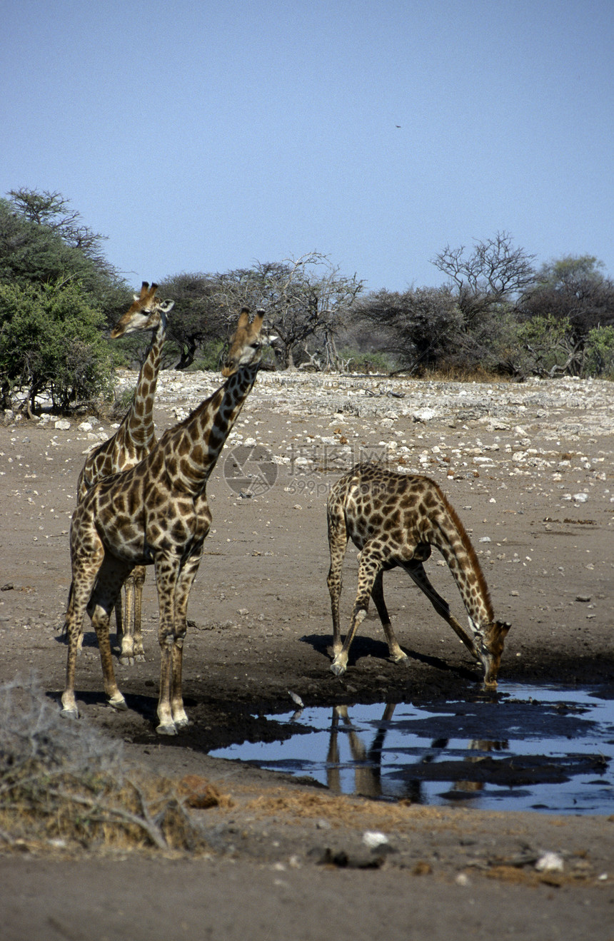 非洲成年人长颈鹿河床野生动物活动水源树木草原水坑陆地成人警报图片