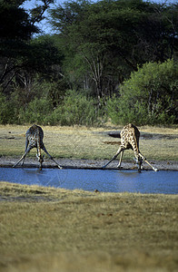 非洲成年人长颈鹿成人动物学野生动物水源荒野灌木哺乳动物树木动物群活动背景图片