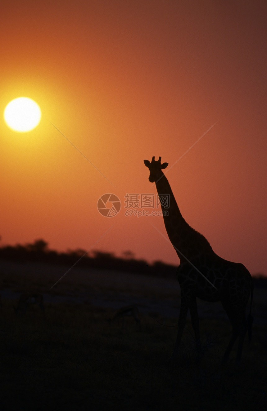 非洲成年人长颈鹿草食性动物陆地荒野太阳戏剧性日落食草大草原警报图片