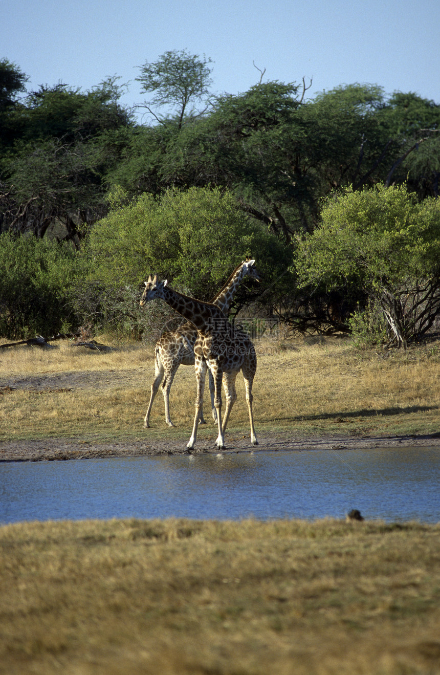 非洲成年人长颈鹿警报野生动物水源陆地水坑草原草食性哺乳动物活动树木图片