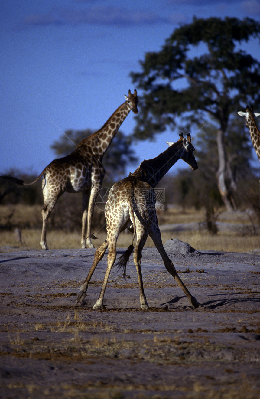非洲成年人长颈鹿动物成人荒野水坑食草树木动物群活动草食性陆地图片
