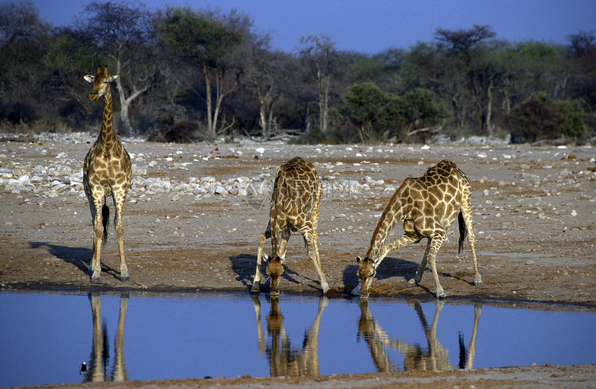 非洲成年人长颈鹿水坑荒野家庭哺乳动物活动野生动物动物群草食性水源动物图片