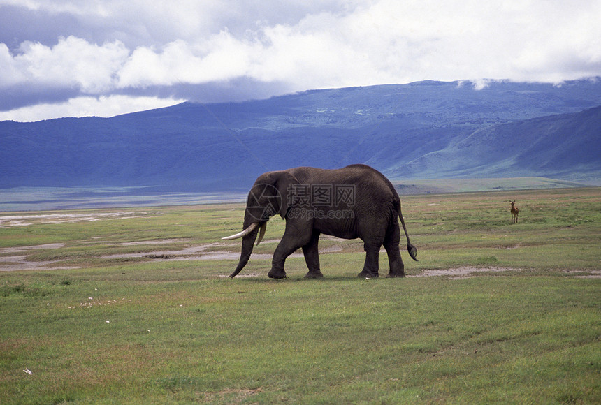 成人公牛大象厚皮大草原山脉平原哺乳动物食草荒野草原全身动物图片