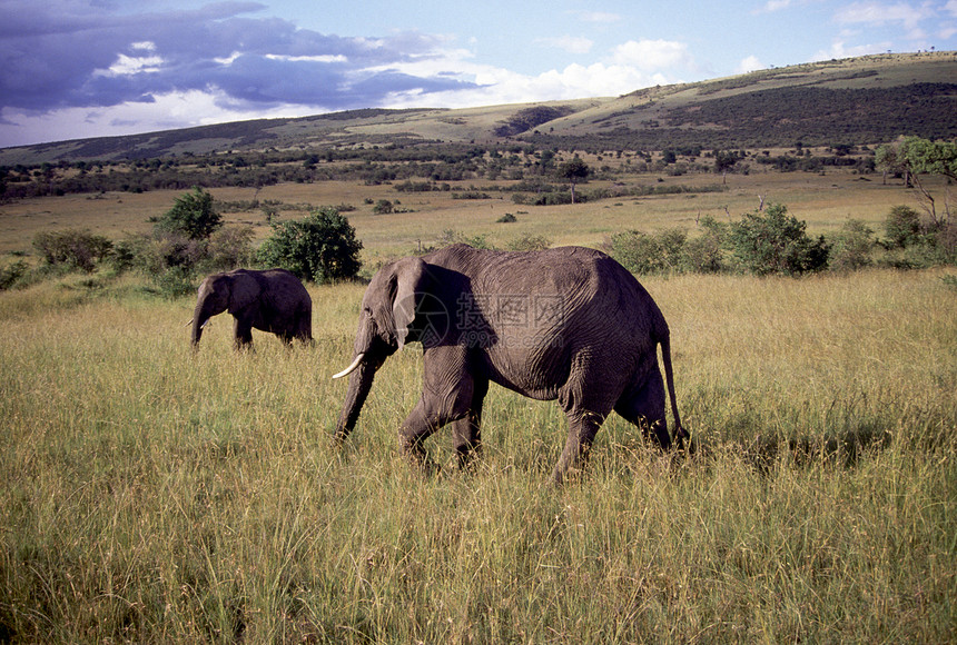 成人公牛大象草原丘陵全身动物学厚皮荒野象牙陆地动物大草原图片