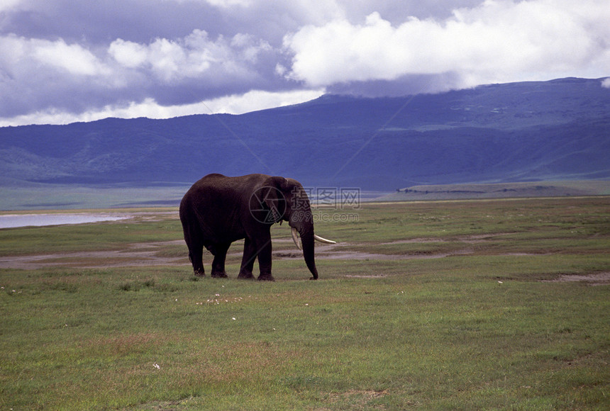 成人公牛大象活动山脉陆地厚皮草食性全身草原象牙哺乳动物动物图片