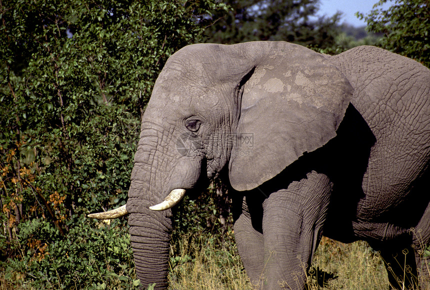 成人公牛大象哺乳动物草原休息食草树干大象陆地草食性荒野大草原图片